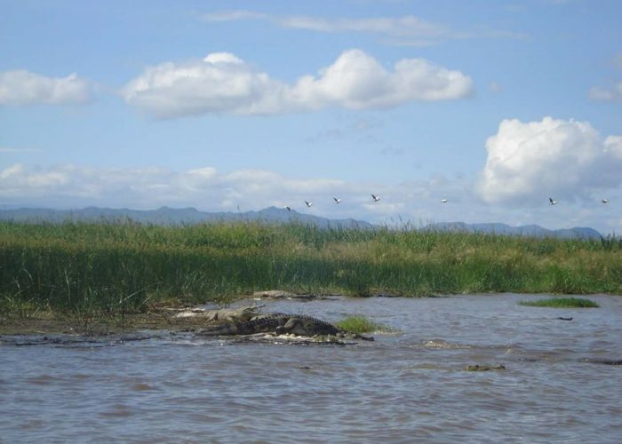 Ethiopia, Crocodile, Lake Chamo, Arba Minch, EastAfricaTourOperator.net