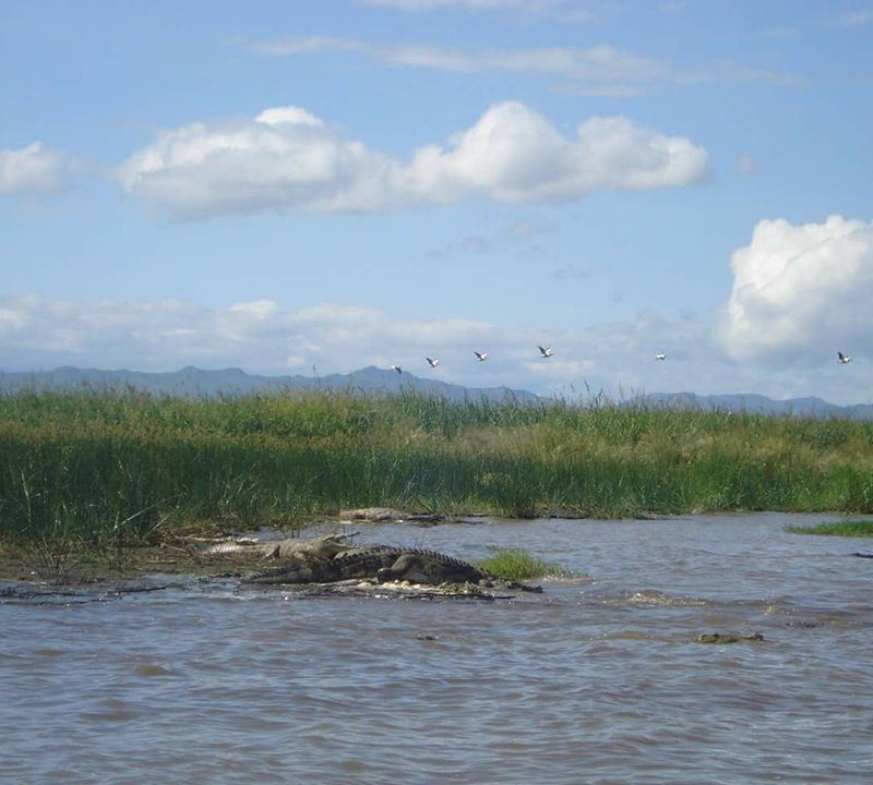 Ethiopia, Crocodile, Lake Chamo, Arba Minch, EastAfricaTourOperator.net