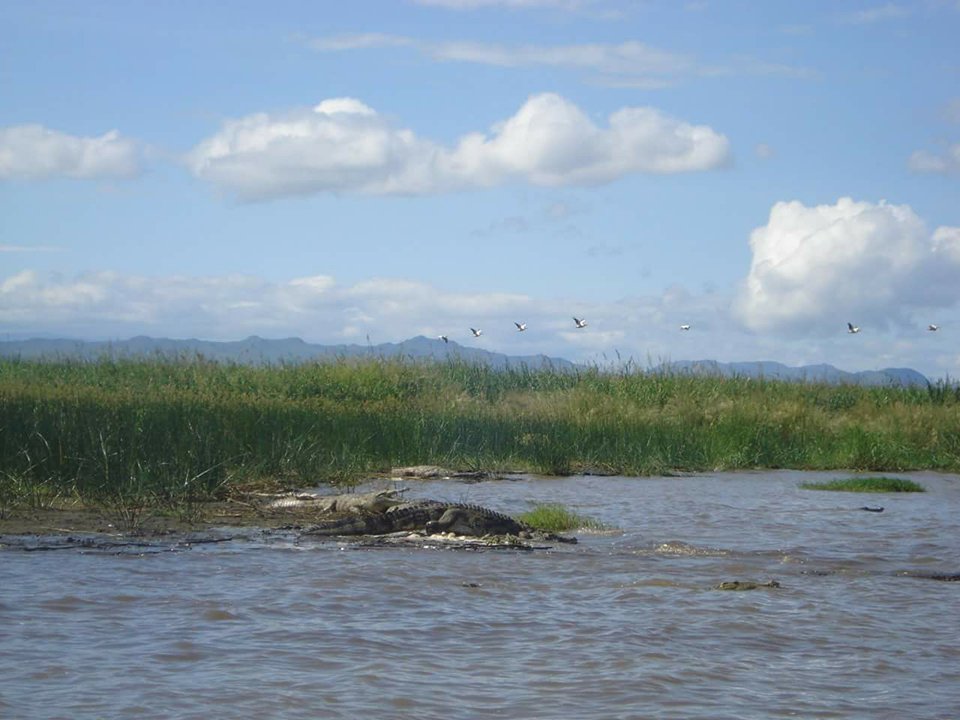 Ethiopia, Crocodile, Lake Chamo, Arba Minch, EastAfricaTourOperator.net