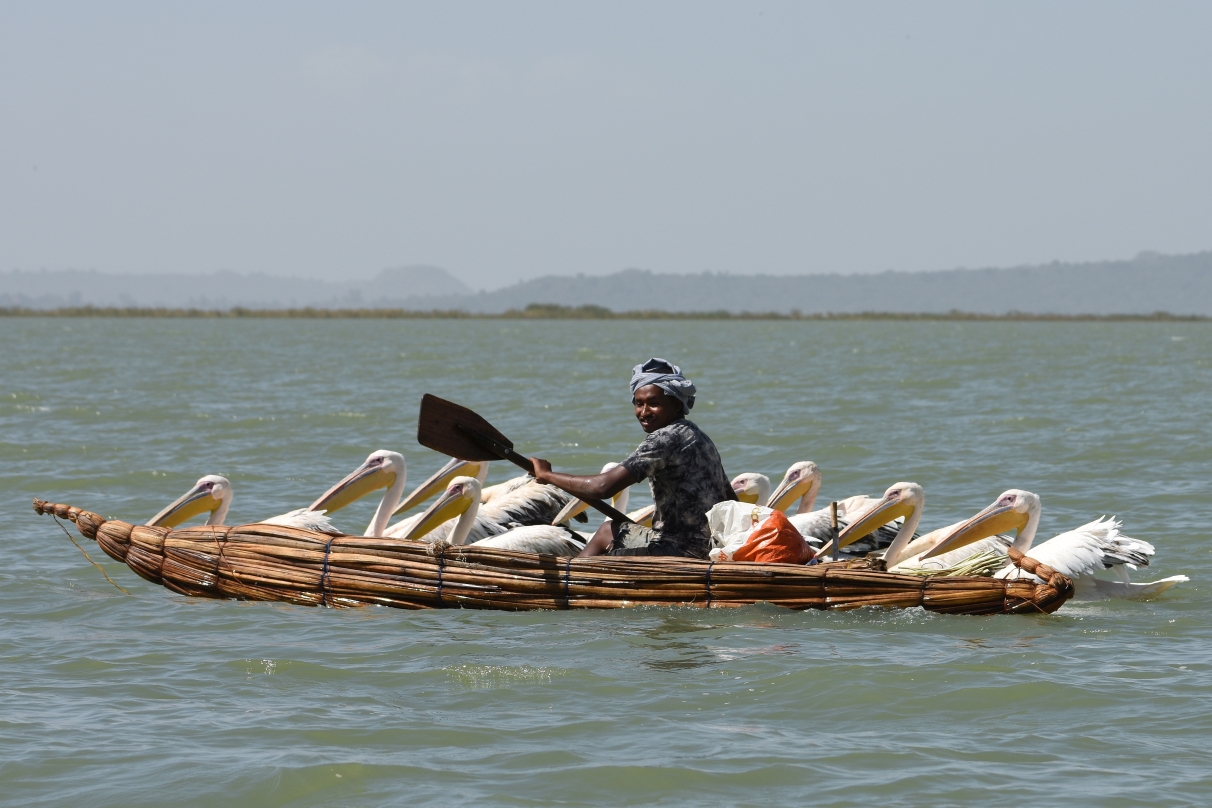 Ethiopia Papyrus Boat and Pelicans (Tana Lake, EastAfricaTourOperator.net